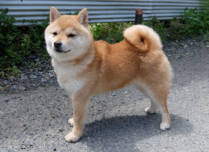 実は柴犬にも種類があるんです 豆柴の専門ブリーダー 日本犬豆柴育成普及会 摂州宝山荘