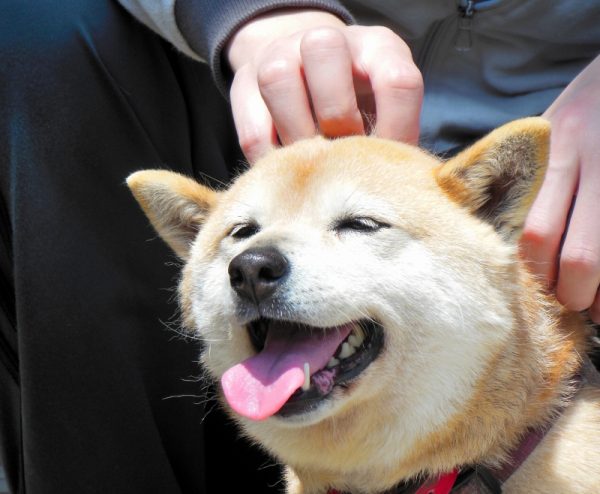 犬への愛情 行動やしぐさを見ればわかります 豆柴の専門ブリーダー 日本犬豆柴育成普及会 摂州宝山荘