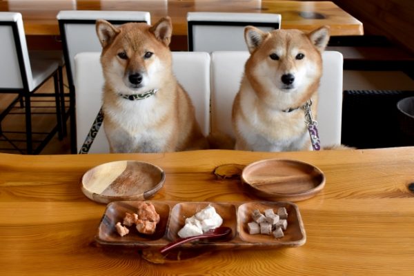 犬が食べると危険な食べ物は 家の中やお散歩中も気をつけよう 豆柴の専門ブリーダー 日本犬豆柴育成普及会 摂州宝山荘
