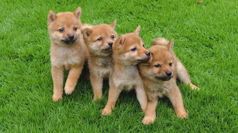 子犬の躾はいつから始めるの しつけの方法とは 豆柴の専門ブリーダー 日本犬豆柴育成普及会 摂州宝山荘
