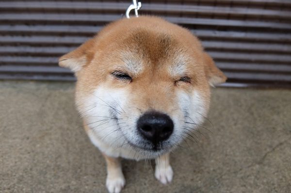 犬の最上級の愛情表現とは 豆柴の専門ブリーダー 日本犬豆柴育成普及会 摂州宝山荘