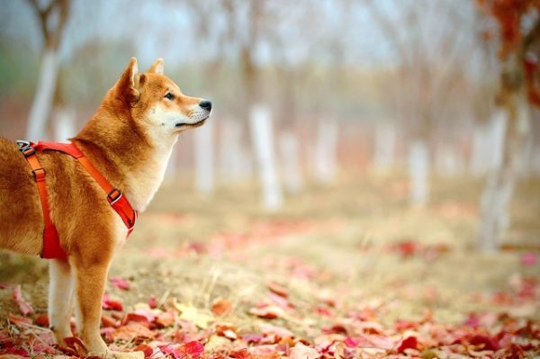 犬も免疫力をアップして いつまでも元気で長生きさせるコツとは 豆柴の専門ブリーダー 日本犬豆柴育成普及会 摂州宝山荘
