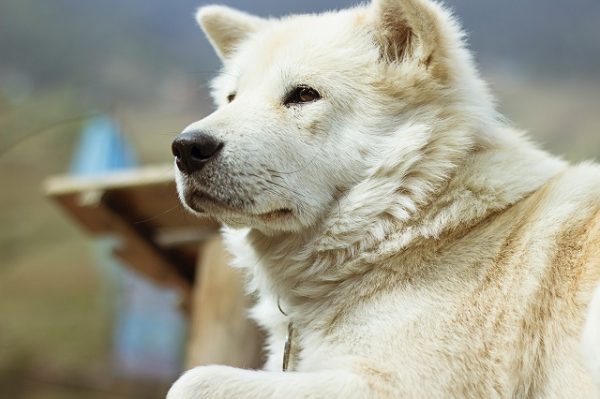 柴犬は痴呆症になりやすい 犬の老化を知り長く一緒に生活するコツ 豆柴の専門ブリーダー 日本犬豆柴育成普及会 摂州宝山荘