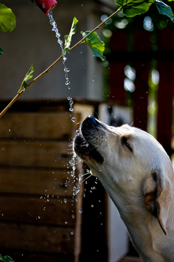 犬に水分を取らせる対処法！