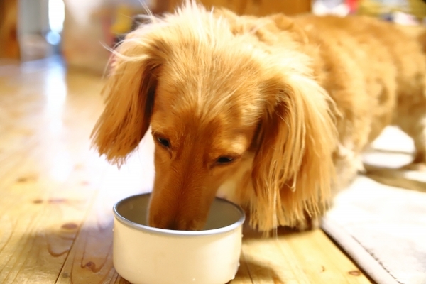 犬の食欲にむらがある時はどうしたらいいの？