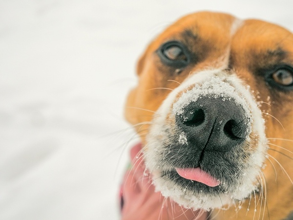 冬のお散歩は犬の足トラブルの原因に？注意しなければいけないこと