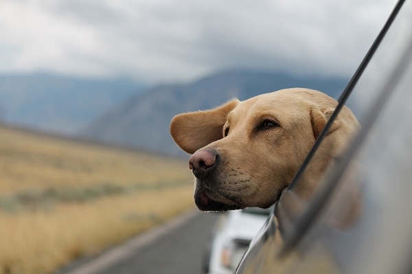 これからの時期、犬とドライブに行くときの注意点