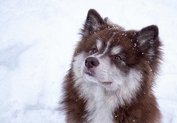 犬と雪遊びをするときの注意点！雪玉とは